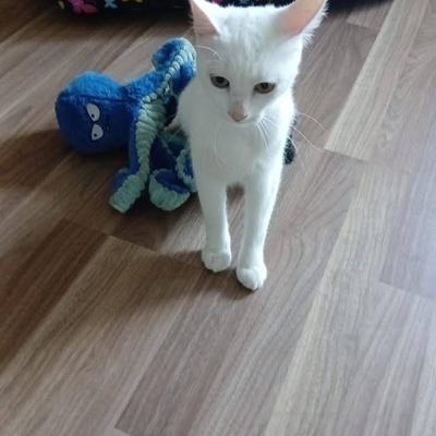 Katze Yuki & Sora suchen gemeinsam ein Zuhause