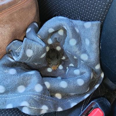 Jungvogel aus Nest gerettet und in Pflege gegeben
