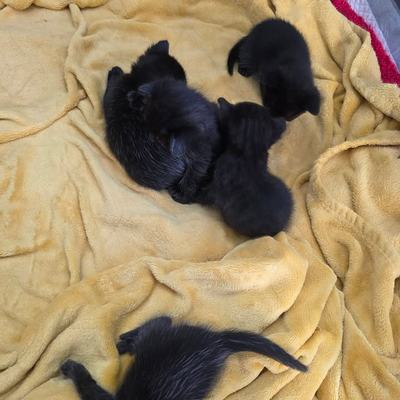 Kätzchen-Fünferpack mit starker Stimme im Tierschutz