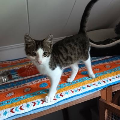 Kater Odin und Mike suchen gemeinsames Zuhause
