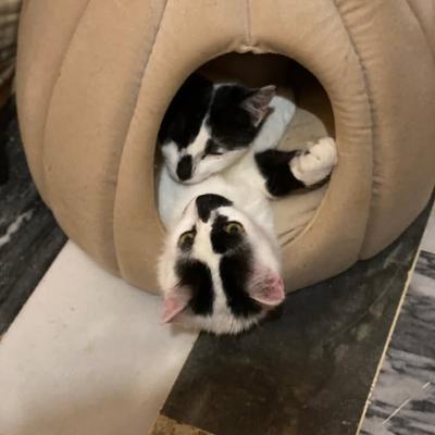 Kater Ganesh und Gilgamesh suchen gemeinsam Zuhause auf Kreta