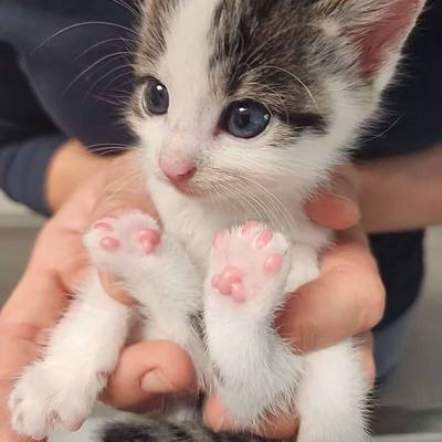 Katze Freya wird aktuell nicht vermittelt