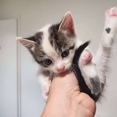 Katze Freya wird aktuell nicht vermittelt