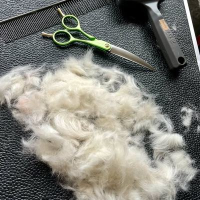 Hundesalon und mobiles Hundetraining in Haiming