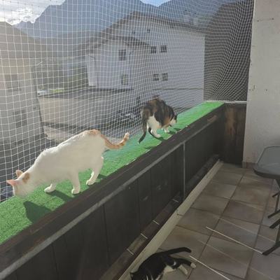 Umzug der Pflegestelle Wattens nach Kolsass