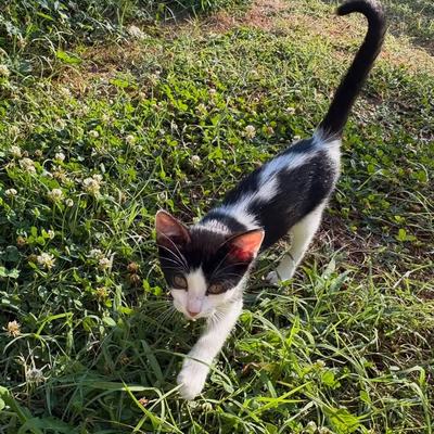 Kater Rio sucht Zuhause gemeinsam mit Mama Molly