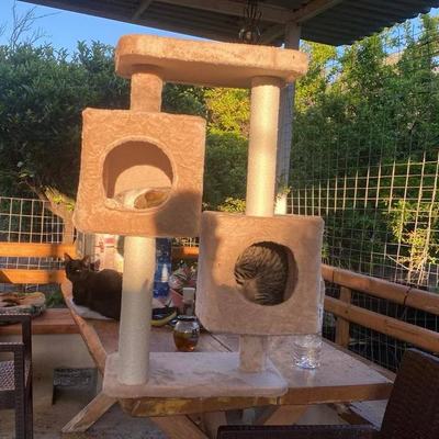 Kratzbaum bereitet zwei Samtpfoten Freude