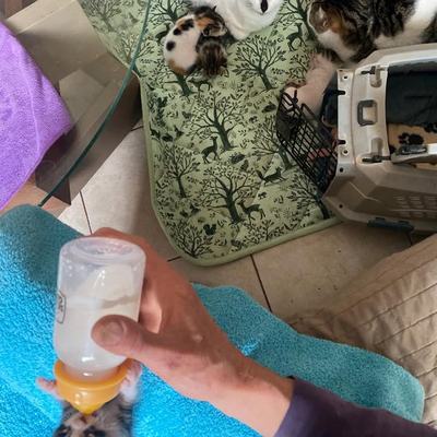 Babys der Tierschutz Kreta in Lebensfreude