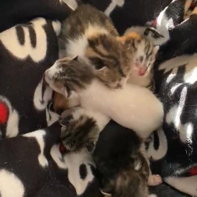 Fünf neugeborene Babykatzen auf Kreta brauchen Hilfe