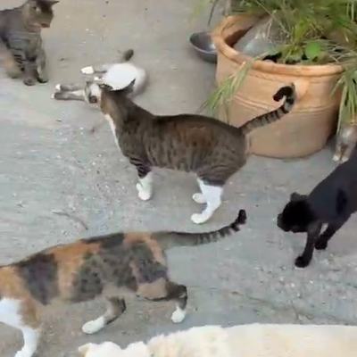 Alltag mit Hunden und Katzen auf Kreta