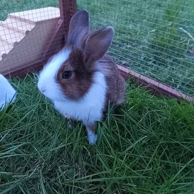 Kaninchen Logan und Madison suchen gemeinsam Zuhause