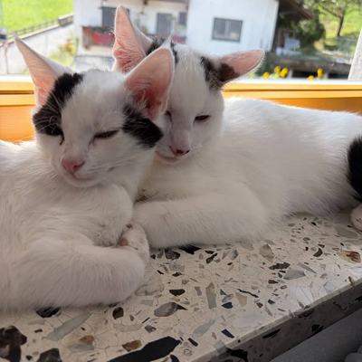 Katze Flint nach erfolgreicher Vermittlung glücklich integriert