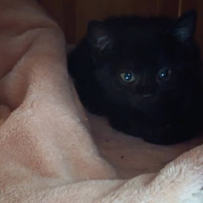 Katzen Kali und Bellatrix suchen gemeinsames Zuhause