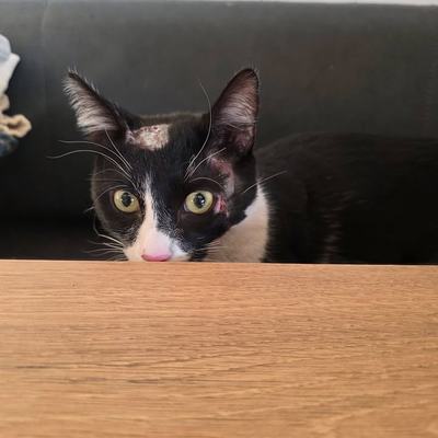 Katzenpaar Rio & Serapis sucht gemeinsames Zuhause