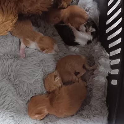 Fünf Katzenbabys in liebevoller Pflege suchen Zuhause