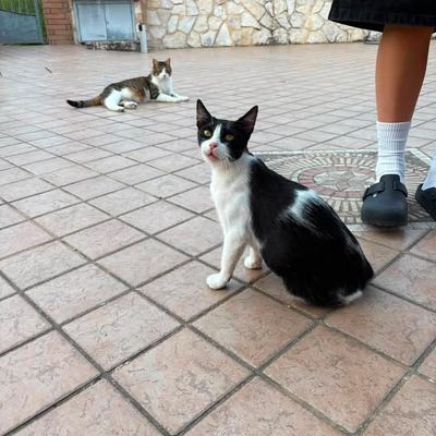 Katze Molly sucht Zuhause paarweise oder zu gleichaltriger Katze