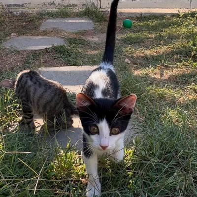 Kater Rio sucht Zuhause gemeinsam mit Mama Molly