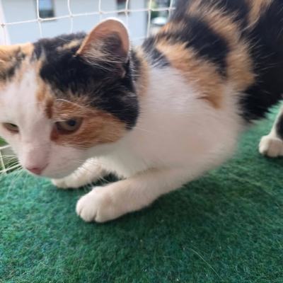 Fundkatze Erna als Einzelprinzessin sucht Besitzer