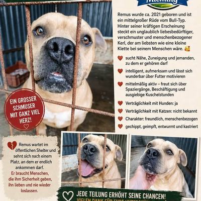 Hunde aus Ungarn suchen dringend ein Zuhause