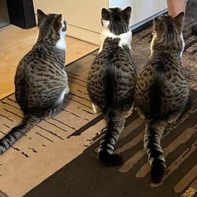 Kastrierte Kater, Geschwister, 3,5 Jahre suchen Zuhause