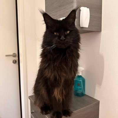 Maine-Coon-Katzen Amy & Daisy – Vermittlung aus Wattens