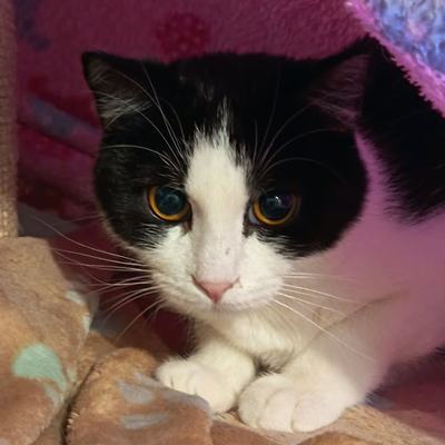 Katze Franzi und Kater Nero suchen Zuhause paarweise