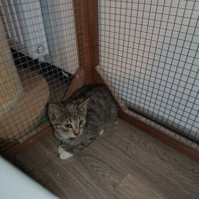 Katze Mirabelle sucht Vermittlung zu gleichaltriger Katze