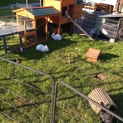 Kaninchen Bugs männlich kastriert sucht neues Zuhause