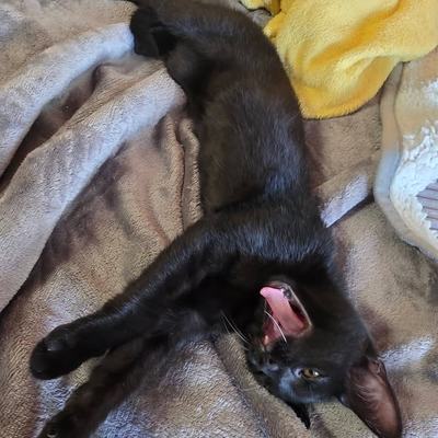 Schwarze Katzenzwillinge Hanni und Nanni nur zusammen abzugeben