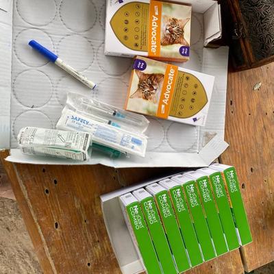 Hunde und Katzen mit Parasitenschutz auf Kreta