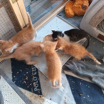 Lernen und Spielen: Ein kleiner „Dreckspatz“ beim Essen