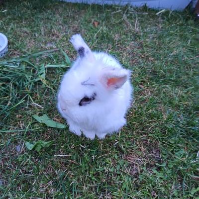 Kaninchen Bugs männlich kastriert sucht neues Zuhause