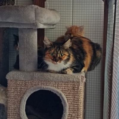 Katze Beth sucht Zuhause bei geduldigen Menschen mit Freigang