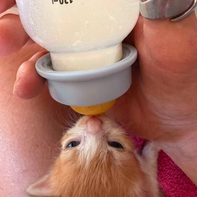 Kitten auf Kreta brauchen Hilfe und Kittenfutter
