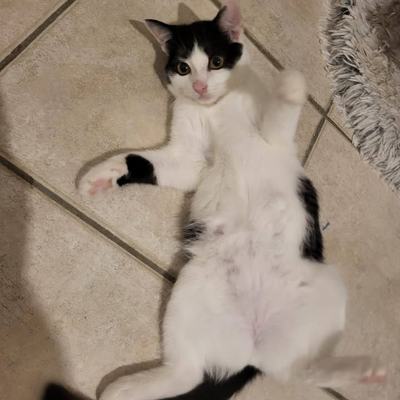 Drei Katzen zu gleichaltriger oder älterer Katze suchen Zuhause