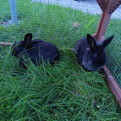 Kaninchen Jason und M. J. suchen ein Zuhause