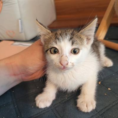 Katze Kitty mit Babys, paarweise oder zu gleichaltriger Katze