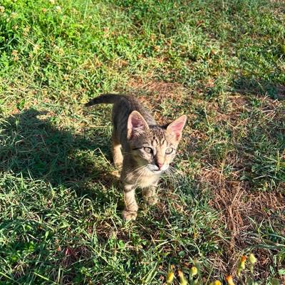 Kater Rango sucht ein Zuhause – Einzeladoption nicht erwünscht