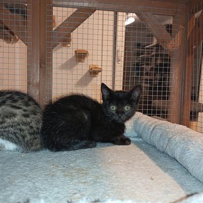 Sieben Katzenbabys im Alter von 7 bis 9 Wochen in Pflege