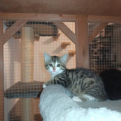 Sieben Katzenbabys im Alter von 7 bis 9 Wochen in Pflege