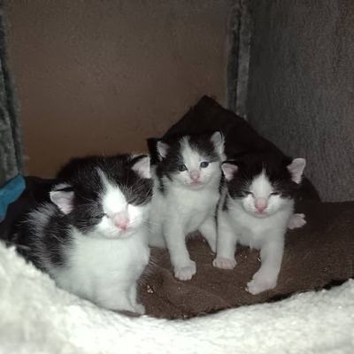 Katzenbabys Tick, Trick und Track entdecken neuen Auslauf