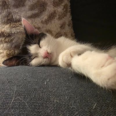 Drei Katzen zu gleichaltriger oder älterer Katze suchen Zuhause