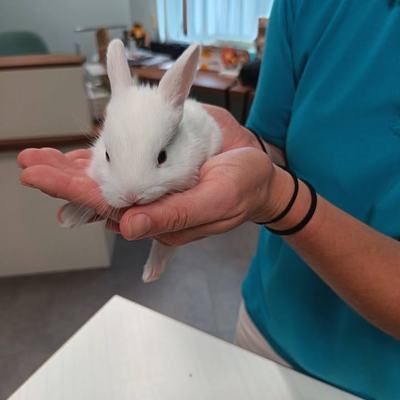 Kaninchenbabys Vermittlung durch Tierschutz Libelle