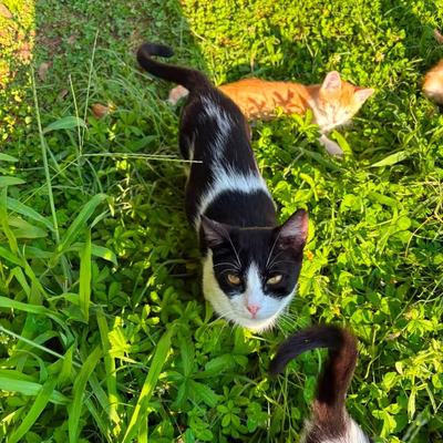 Katze Molly sucht Zuhause paarweise oder zu gleichaltriger Katze