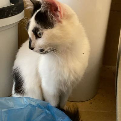 Kater Ganesh und Gilgamesh suchen gemeinsam Zuhause auf Kreta