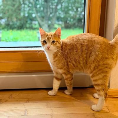 Kater Ruto sucht Zuhause mit sicherem Freigang