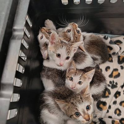 Katze Kitty mit Babys, paarweise oder zu gleichaltriger Katze