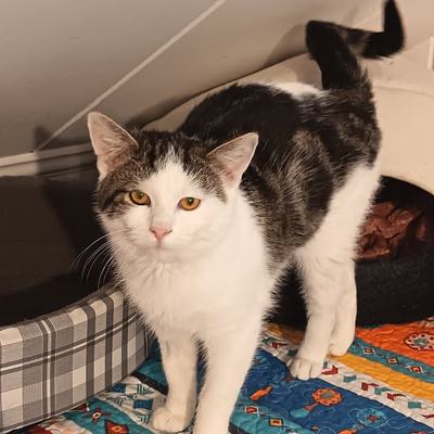 Kater Nero nach Wartezeit spielerisch aktiv