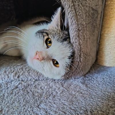 Katzen Franzi und Nero gemeinsam vermittlungsbereit