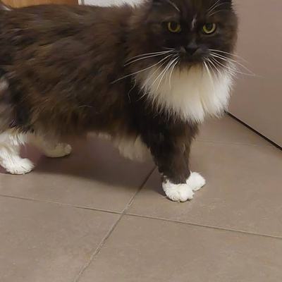 Katze Bibi 12-13 Jahre für Vermittlung an Erwachsene oder Familie